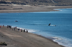 walvis aan de kustlijn | Valdez